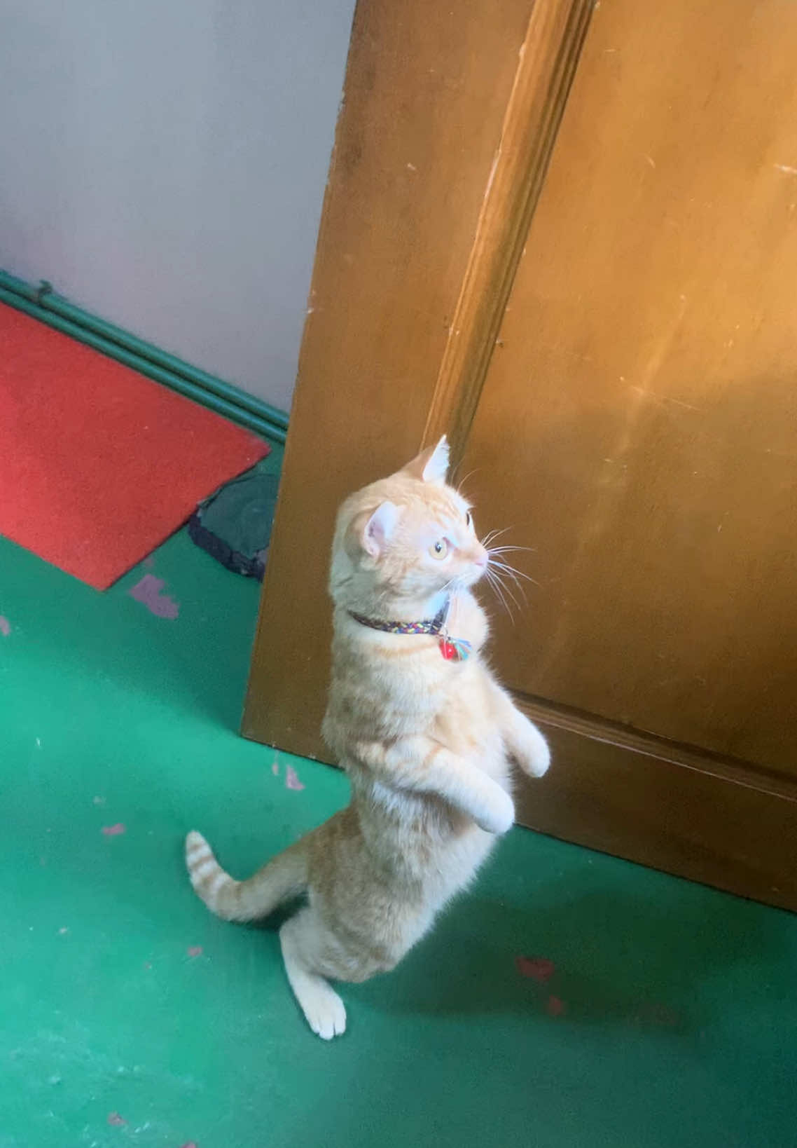 #cat #catsoftiktok #catlover #catslovers #orangecat #orangecatbehavior #orangcatactivities #orangcats #orangecatsarethebest #catsvideo #cheddarthecat #segieandckcat #cheddarthecat25 #baguiocat #cheddarbaguiocat #fyp #typp #fyppp #fypdong #typdongggggggg #animals #animalsoftiktok #animallover #catlover #catindonesia #phcat #europecat 