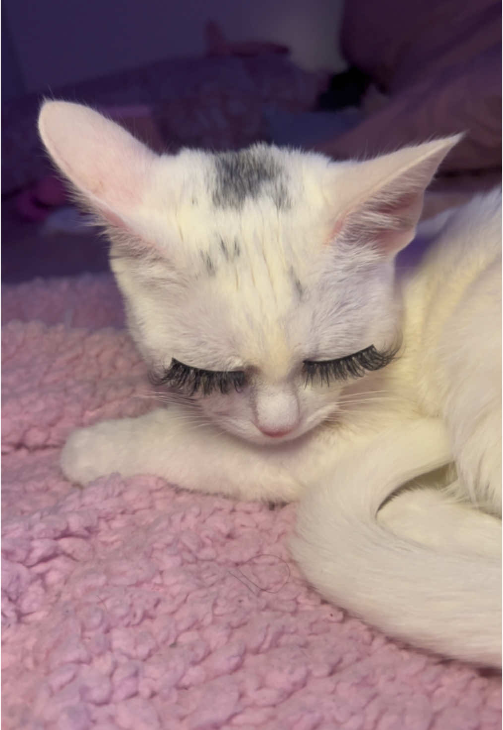 How I be feeling with my lashes on #lashes #lashextensions #makeup #funnycatsoftiktok #catsoftiktok #viral #fyp #kittensoftiktok #playboycarti 