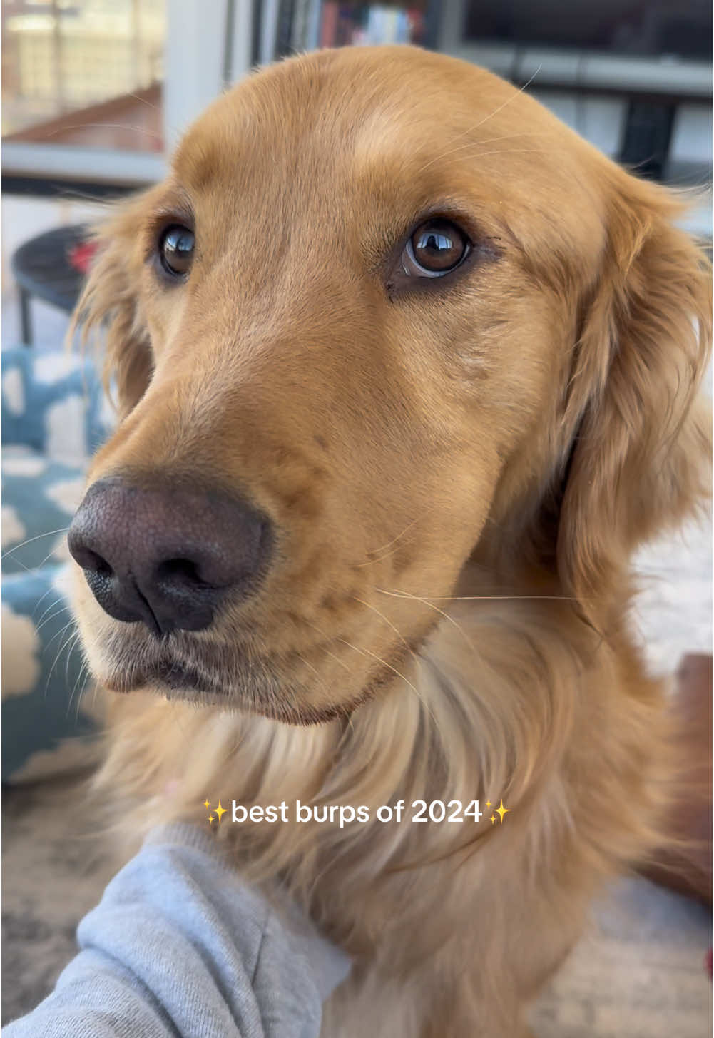 Name a more burpy boy … I’ll wait  #puppydogs #petdogsp#puppiesp#puppiesoftiktokp#puppiesonlyp#puppiesofinstagramp#puppytiktokp#puppycheckp#puppylifep#puppytokp#puppytrainingp#puppydogeyesc#cutedogg#goldenretrieverg#goldenretrieverlifeg#goldenretrieverpuppyg#goldenretrieversg#goldenretrieversoftiktokg#goldenretrieverpuppiesg#goldenretrieverboyfriendg#goldenretrieverd#dogtrainingp#puppytipsd#dogmomd#dogmomlifed#dogmomsd#dogmomsoftiktokf#fypf#fypシ゚viralf#fypppppppppppppppppppppppf#fypagef#fypsoundsf#foryouf#foryoupage#c#charlotten#northcarolinaa#animalsoftiktokd#dogsoftiktokd#dogsoftiktokvirald#dogrescuea#adoptmea#adoptdontshopa#adopta#adoptc#clearthesheltersa#animalcontrols#saveo#oneminutevlogg#grwmroutineg#grwma#asmra#asmrvideom#mukbango#oneminutesoundc#creatorsearchinsights