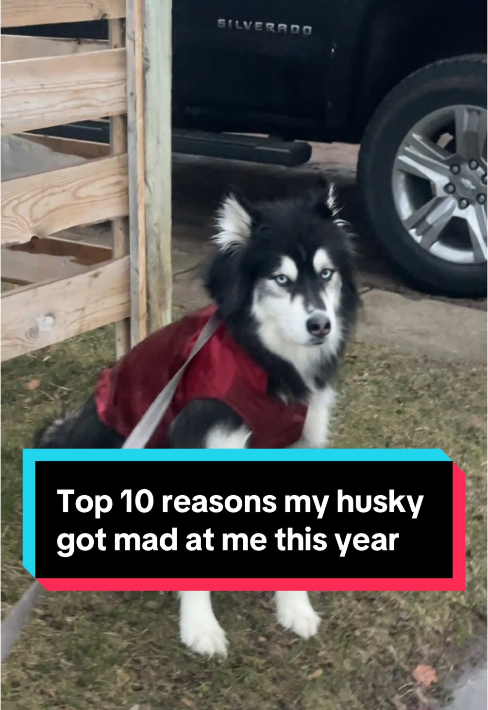 well…there’s always next year 🤷🏼‍♀️  #Husky #Huskies #DogVideos #funnydogs