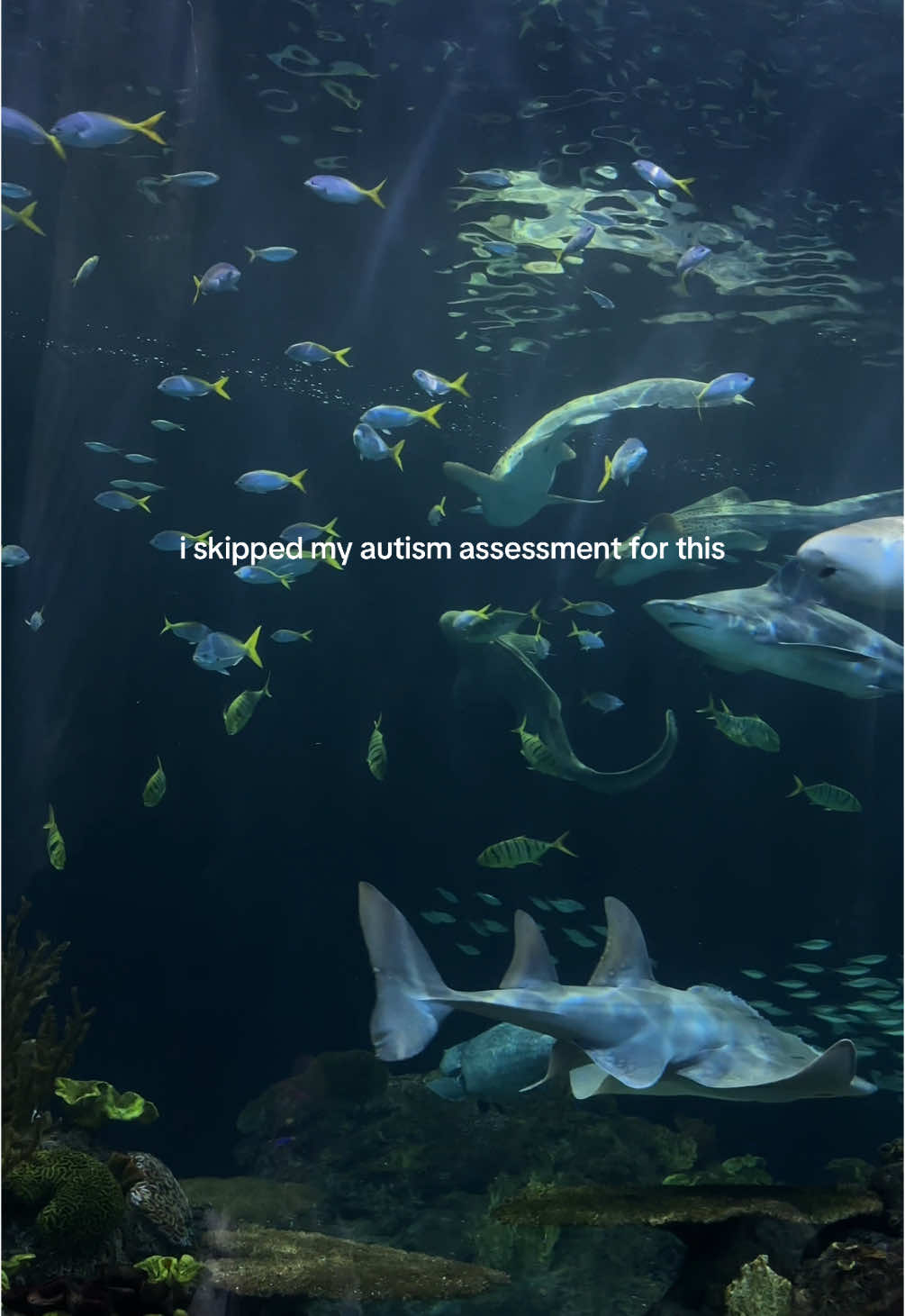 i fucking love sharks #autism #shark #aquarium #trans #queer #t4tdate