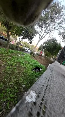 Cats quarrel from two perspectives, Tuxedo Cat vs. Tabby Cat#catsoftiktok #cats 