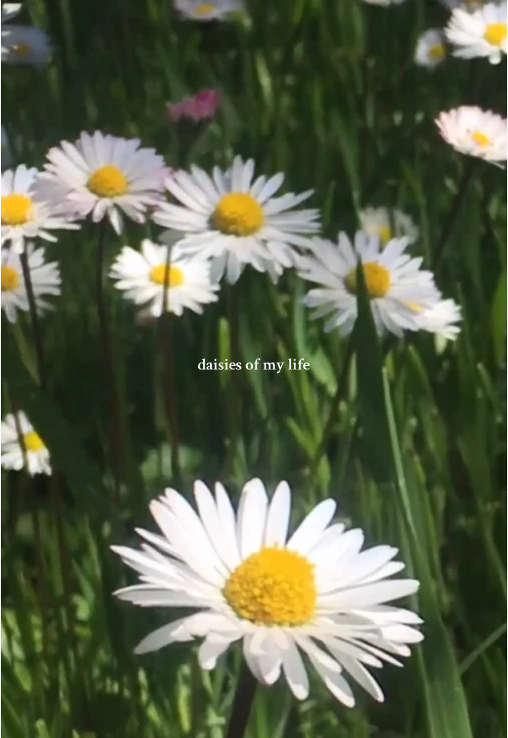 The daisies of my life.  #selflove #youareworthy #selflovejourney #daisies #flowers 