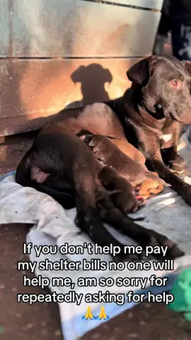 Please help and donate anything you can even 1$ helps alot #allandogsrescue #gofundme #trendy #vira #dogsoftiktok 
