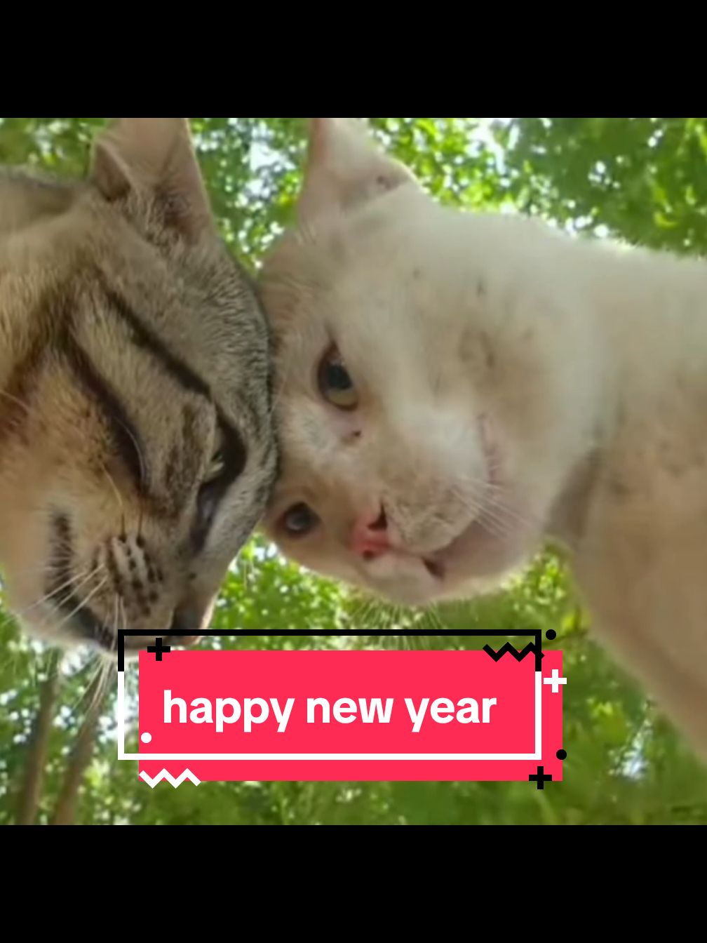 happy 😊 new year my followers 👣 and everyone #follow #millionviews #catvideo #viral_video #fyp #foryoupagee #catsoftiktok #catlover #funnyvideo #catfight #happynewyear 