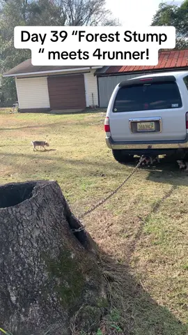 Day 39 of fast stump removal! Using 4runner to remove stump fast !! #diytools #fyp #stumpgrinder #chsinsaw #rootfire #safetytips #foryoupage #treeservice #4runner #toyota #worktruck #stumprrmoval #homerenovation #homedecor #DIY #diyproject #saftyfirst 