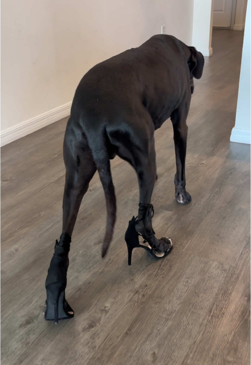 Excuse me, it’s MA’AM. She/Her 🩷🤣 #heels #newyearseve #fyp #fypシ #greatdane #dogsoftiktok #dog #newyears #fy 