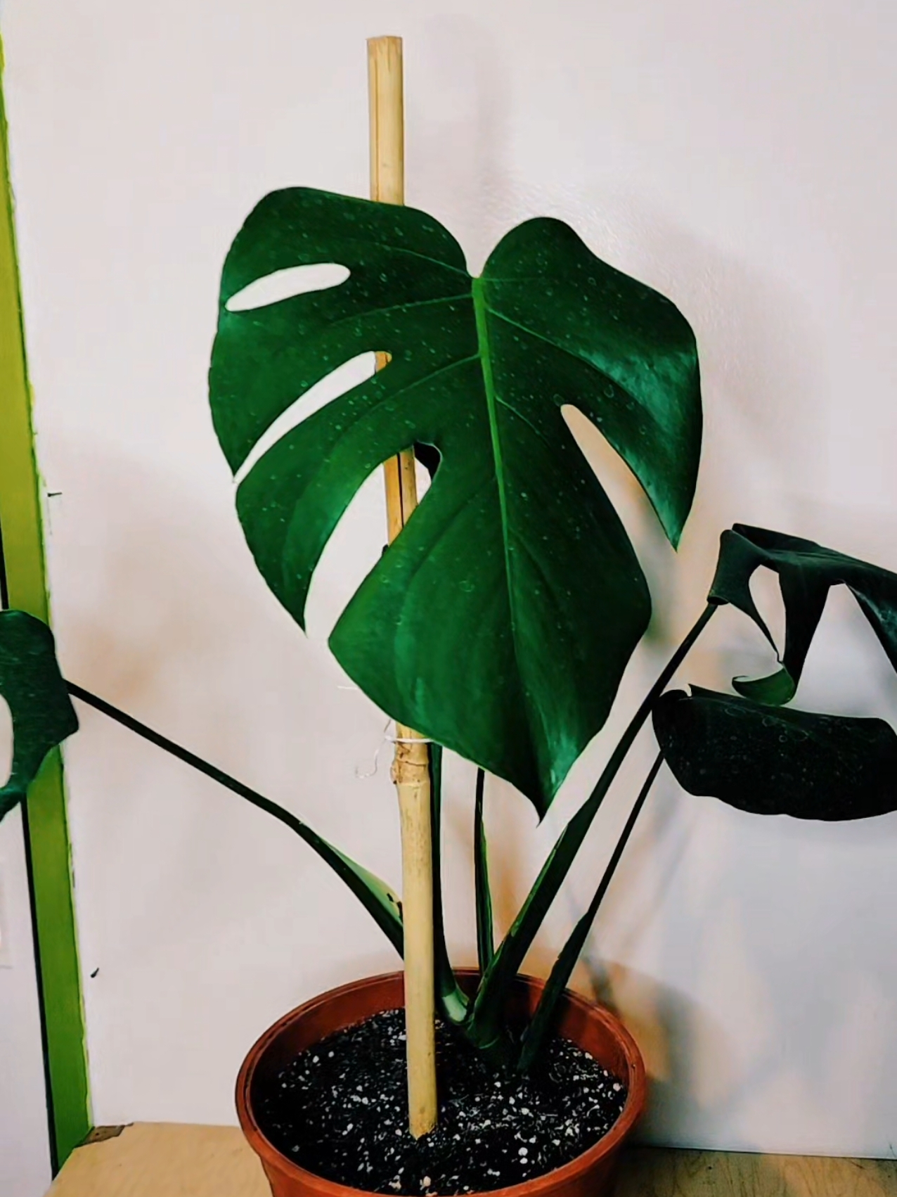 mi monstera con su nuevo tutor  #paratiplantas #tipsplantassanas #tipsplantas #plantas #monstera #plantasdeinterior #plantsoftiktok #plantasdetiktok #consejosplantas #plantlovers #monsteralover  #lasplantasdelabello 