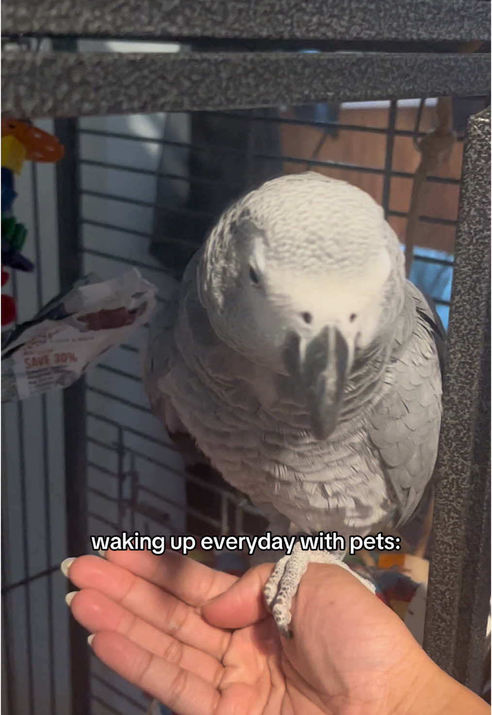 pichi got no kisses cos he doesn’t like them 😔 he got a treat instead :)  #cockatiels #africangrey #parrots #parrotsoftiktok #PetsOfTikTok #fyp 