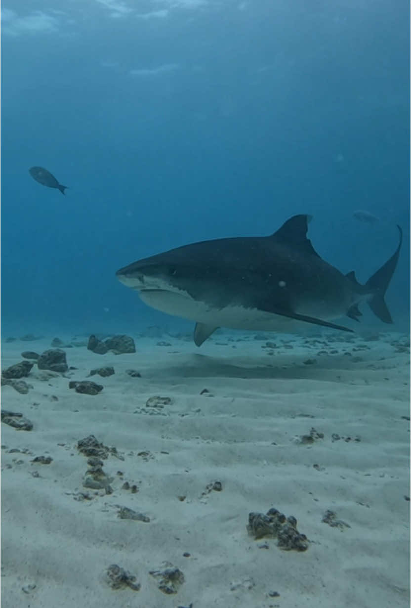 Big tiger shark ! 