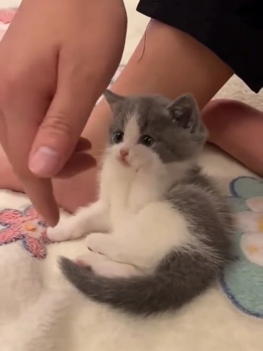 So Cute And tiny Kitten ♥️ 😻  #cutekitten #baby #kitty #funnycat #funnycatsoftiktok #cutenessoverloaded #fyp #catsvideos #catsvideo #fypシ 