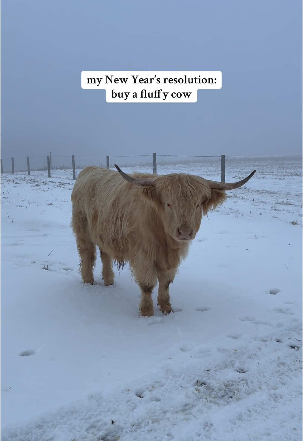 mini cow = pure happiness #foryourpage #fypシ゚viral #viralvideo #highlandcow #minicow #cowsoftiktok #PetsOfTikTok #animallover #newyear #animalsoftiktok #cutenessoverloaded #adorableanimals 