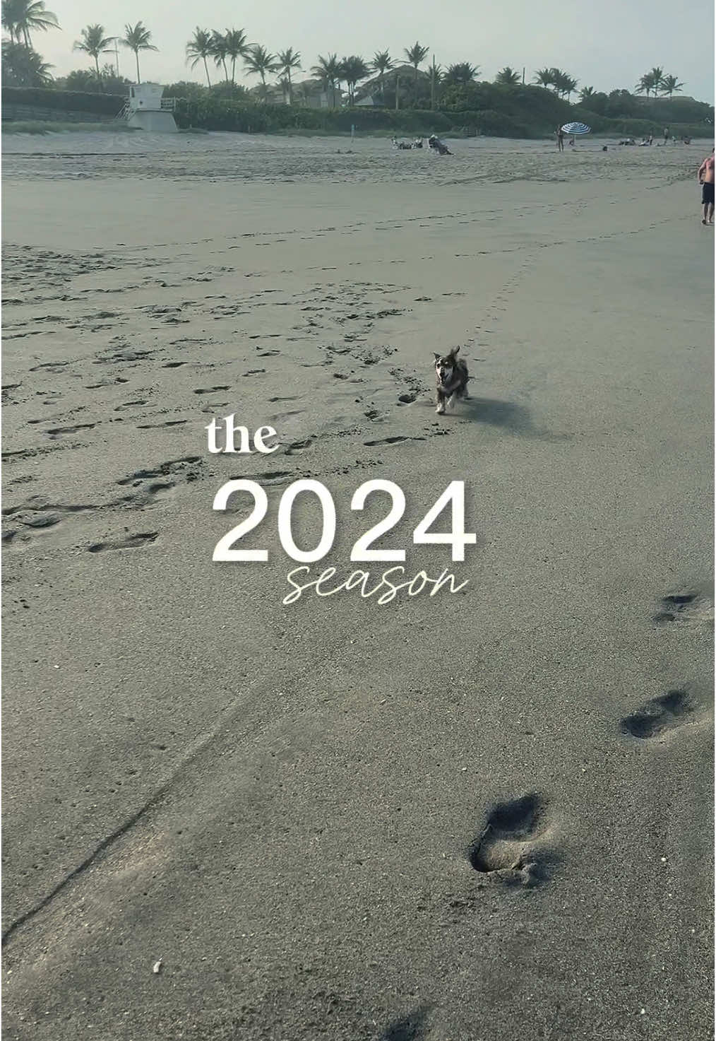 🫶🏼  #CapCut #2024season #2024recap #NYE #newyearseve #minidachshund #longhaireddachshund #dogsoftiktok #dachshundsoftiktok #doxielover #weeniedog #ween #dappledoxie #dappledachshund #wienerdog #sausagedogcentral #sausagedog 