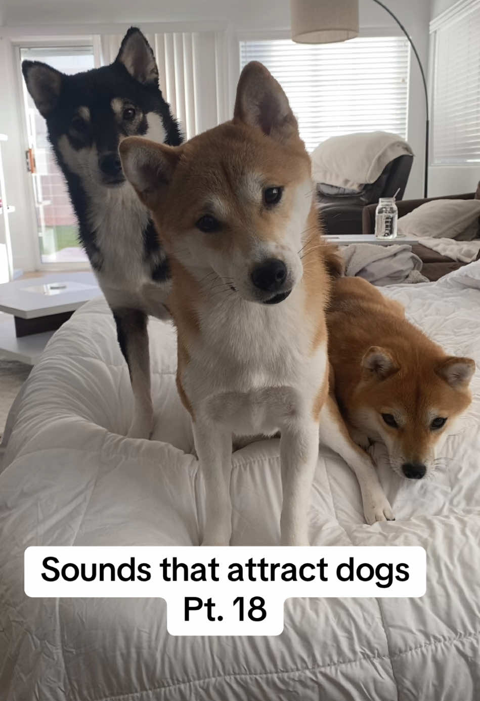 How did your dog respond? Duet with us- we love seeing those pup reactions! #sounds #dogreaction #dogsoundreaction #dognoisestoattractdogs #headtilt #headtiltcheck #creatorssearchinsights #funnyreaction #sillypuppy #fyp #shibainu #dogsoftiktok #shibapuppy #funnydog #cute #adorableanimals #dogtok #happydog #dogsound #soundsfordogs #fyyyppppppppppppppppppppppppp #dogsounds #dogfyp #dognoises #dogmom #petparents #dogvlog #headtiltchallenge #puppiesoftiktok #ringtone #nokia #cutedog #dog #dogs   #fypシ゚viral 