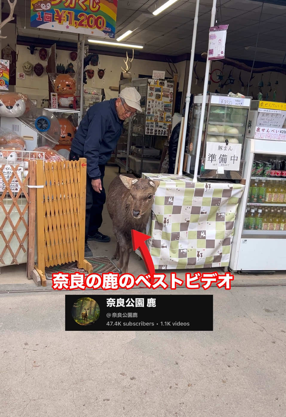 Best video of Nara Deer #deerinnara #naradeervlog #japan #narapark #naradeer #deer #deerpark 