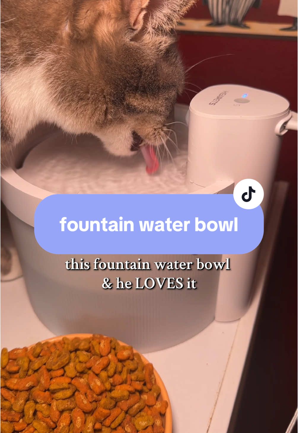 He LOVES his fountain water bowl! #fountainwaterbowl #petbowl #waterbowl #catwaterfountain #petwaterfountain #petbowl #cats #catsoftiktok #catstuff #catstufftobuy 