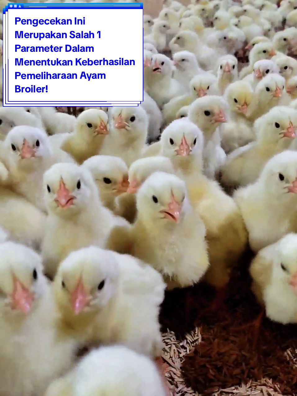 DOC in merupakan permulaan dari pemeliharaan ayam broiler, dimana handling DOC in sangat menentukan keberhasilan pemeliharaan ayam broiler Bagi yg belum tau apa saja yang perlu dicek, simak video ini sampai selesai ya 😊 semoga kita sukses selalu dalam bisnis ayam broiler #doc #ayam #broiler #pemeliharaan #performance #farm #closehouse #broilerfarm #ip #bisnis #sukses 