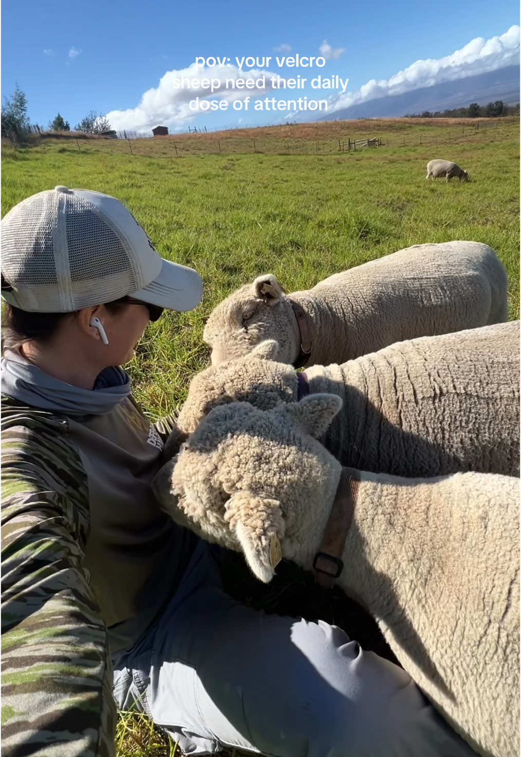 Needy lil floofs. #farm #farmtok #farmanimals #sheep 