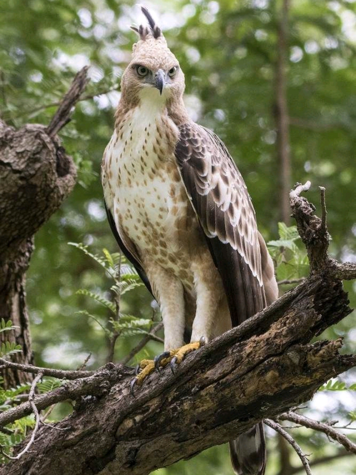 The crowned eagle #WildBirdPhotography 