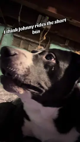 #fyp #dog #dogsoftiktok #dogs #pitbull 