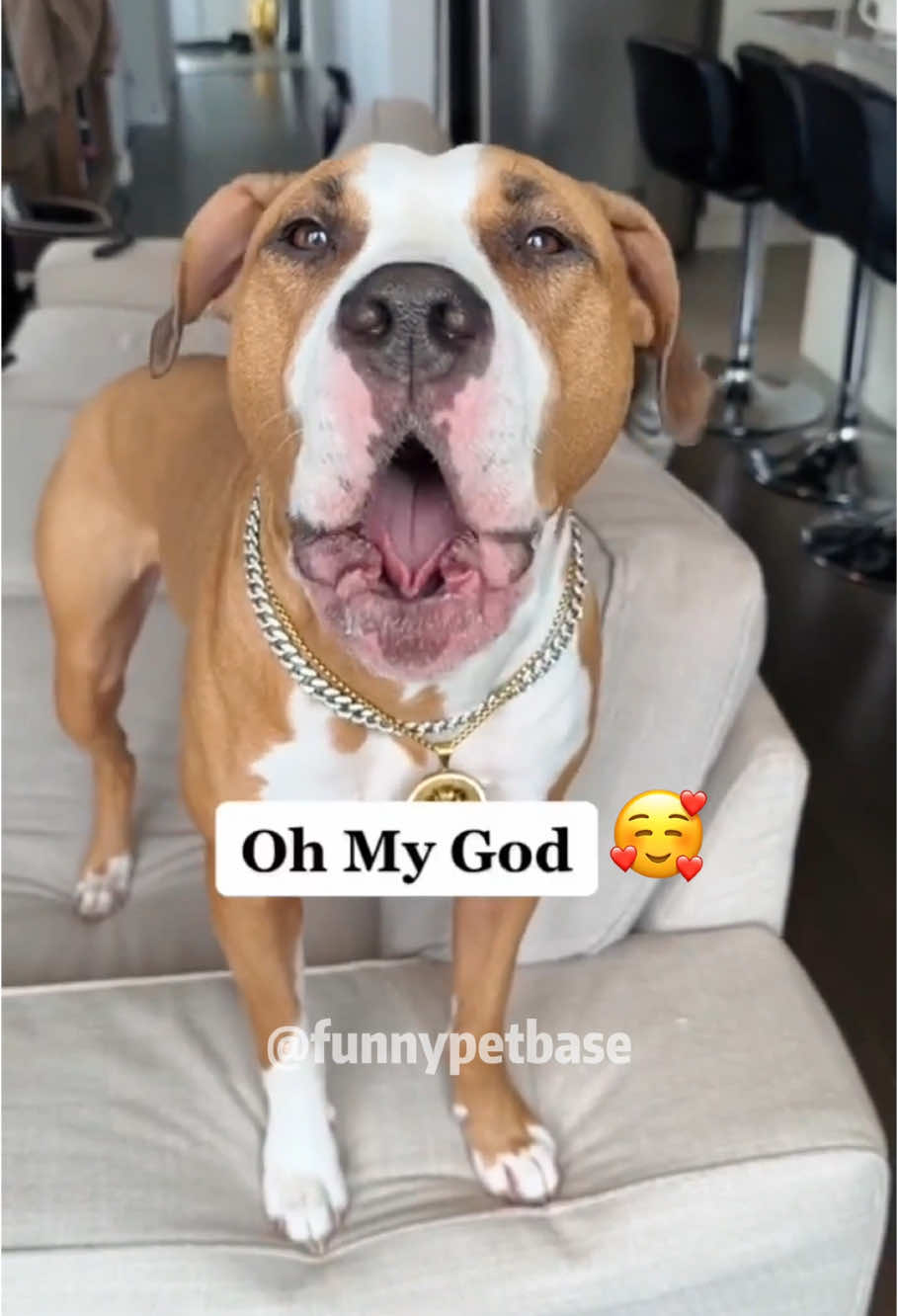 The first dog that made me laugh🐶🤣🤣🤣#funny #pet #animals #funnyanimals #fyp #foryou #dog #dogsoftiktok #funnyvideos #dogtok #doglovers #usa