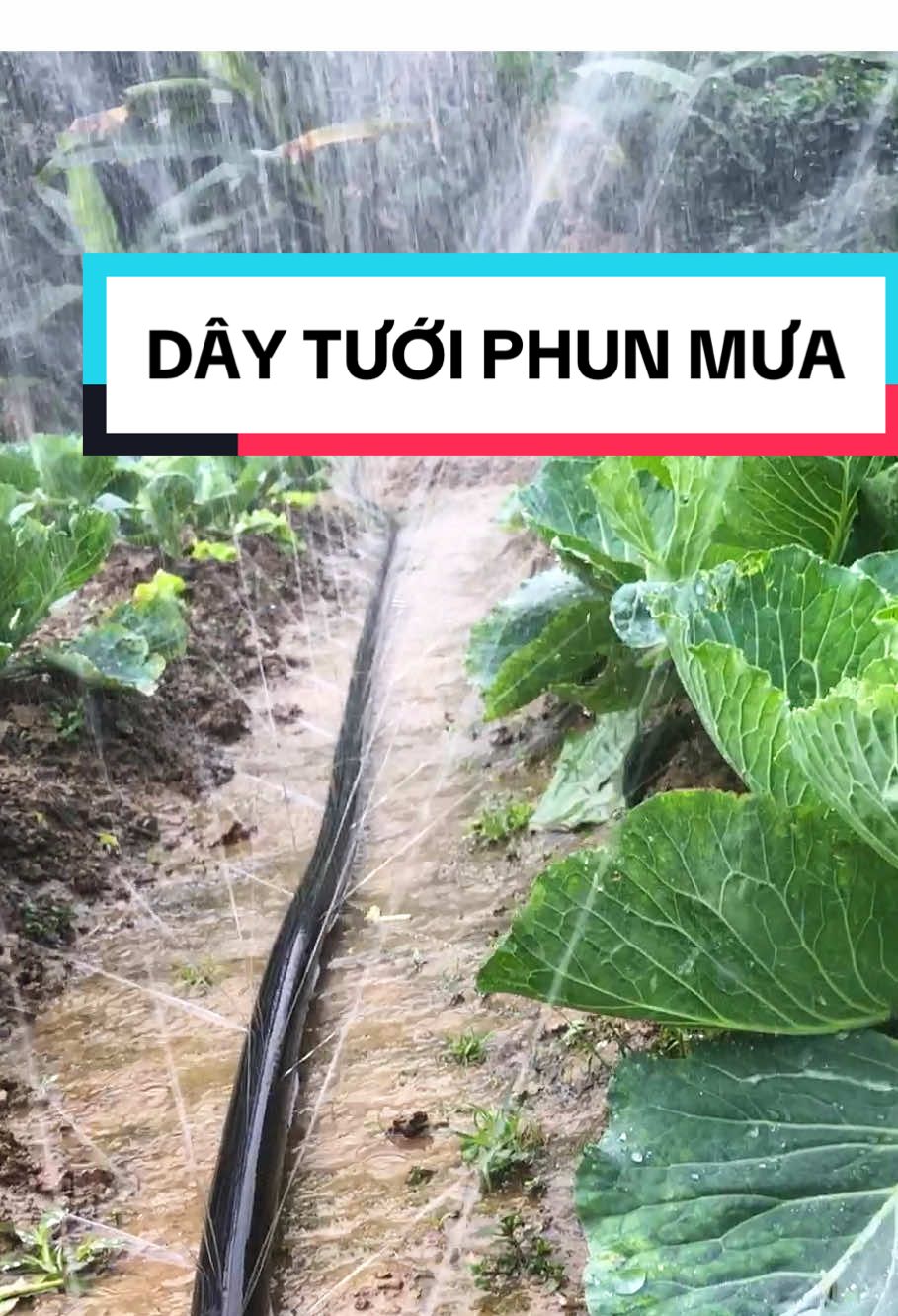 Dây Tưới Cây loại mới, Dây tưới phun mưa (ống phun mưa) đục lỗ sẵn chỉ việc dùng #dungcutuoicay #daytuoi #tuoicay #ongphunmua #daytuoiphunmua #taisinh #nongnghiep #music #fyp #viral #xuhuong #video
