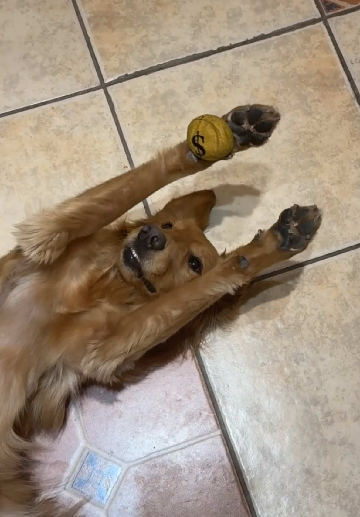 It’s always such an accomplishment when she balances her toy on one paw 🙏🏼 #goldenretrieverthings #goldenretriever #weratedogs 