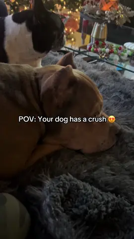 Chooch been crushing on Maci Grace for years 😂 #fyp #puppy #Love #bullylove 