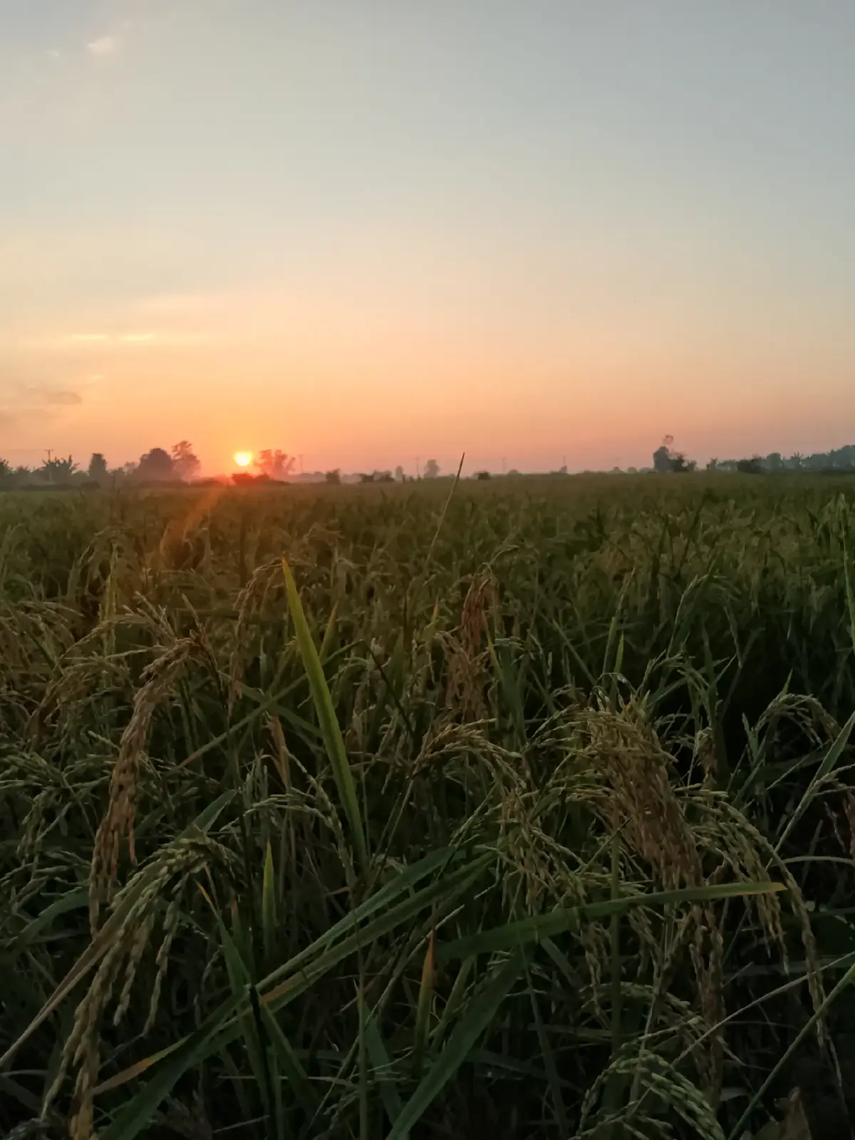 #စပါးရယ်ဝါ🌾🌾🌾 #viewမတက်ရင်ပြန်ဖျက်ပြီးပြန်တင်မှာနော်🙄 #မင်းတို့ပေးမှ❤ရမဲ့သူပါကွာ #viewsproblem 