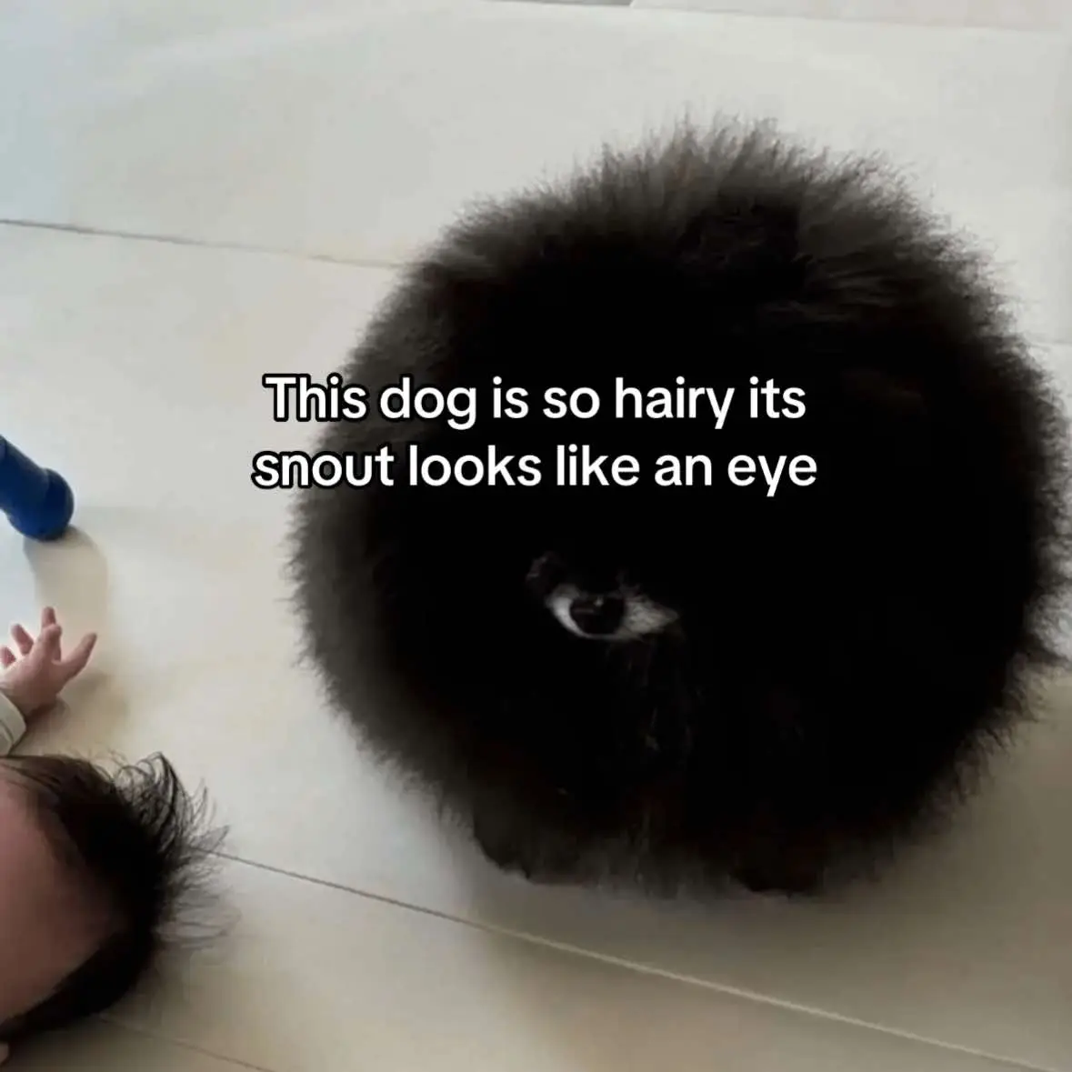 This dog is so hairy its snout looks like an eye