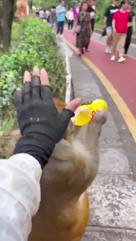 Funny monkeys🐒#monkey #funny #catsoftiktok #cats #for #foryou #fyp #foryoupage #funnyvideo #cute #pet #cutecat #animal #animalsoftiktok #usa #catlover #funnycat #tiktokcats #pets #kitten #funnyanimals#monkeyface #monkeysoftiktok 