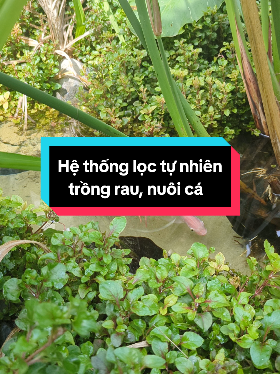 Hệ thống lọc tự nhiên tương tự hệ thống aquaponic giúp nuôi cá và trồng rau hiệu quả. #loctunhien #carophi #raucaixoang #raunhatrong 