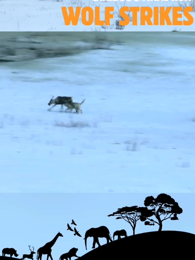 The Hunt is On: Wolves Take Down a Caribou Witness one of nature's most dramatic survival scenes as a wolf pack takes on the challenge of hunting a powerful caribou. From the tense moments of strategy and stalking to the explosive chase across rugged wilderness, this video captures the raw beauty and intensity of predator vs. prey. Will the caribou outmaneuver its relentless hunters, or will the wolves secure their meal? Experience the harsh realities of life in the wild where every move counts in the fight for survival. #fyp #for #tik_tok #tiktok_india #viral_video  #WolfHunt #CaribouChase #PredatorVsPrey #WildlifeDrama #NatureDocumentary #SurvivalInTheWild #WolfPack #CaribouHerd #AnimalHunt #WildlifePhotography #NatureLovers #AnimalKingdom #WildernessLife #WildlifeAdventure #NatureScenes @National Geographic العربية @Netflix @Animal Planet @bbcearth @Nat Geo Animals 