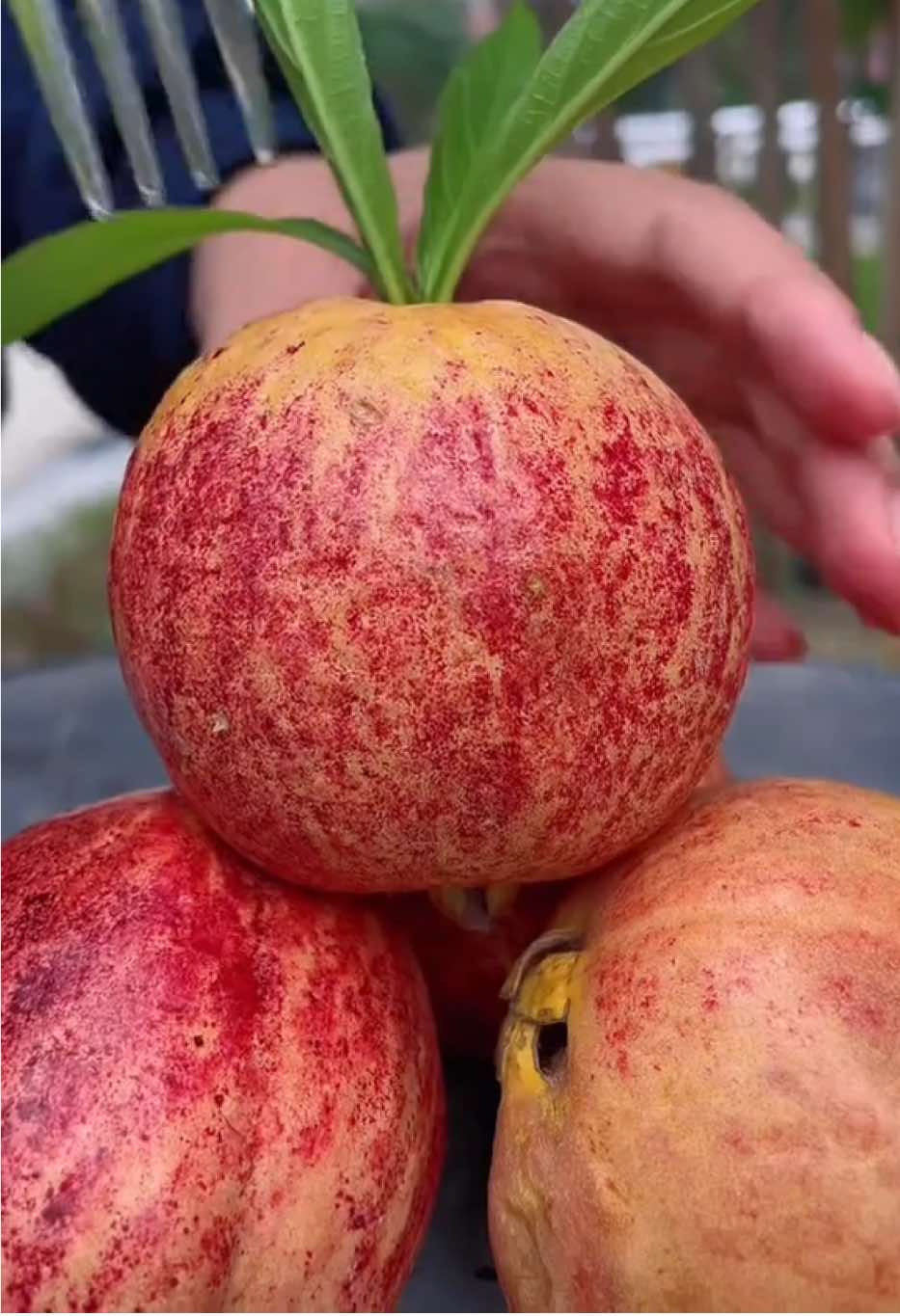 Sweet fruit cutting #CapCut #fruit #viral #shortvideo #stawberry🍓 #trending #tiktok #tiktok #foryou #shorts @TikTok @Fruit Center @Fruit Benefits ผลไม้นำเข้า 