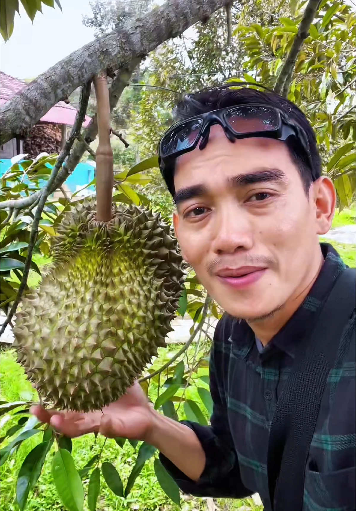 Hayuk jajan duren Musangking di Giriharjo Ngrambe Ngawi #durenmusangking #durenngrambe #durenngawi #durenbawor 