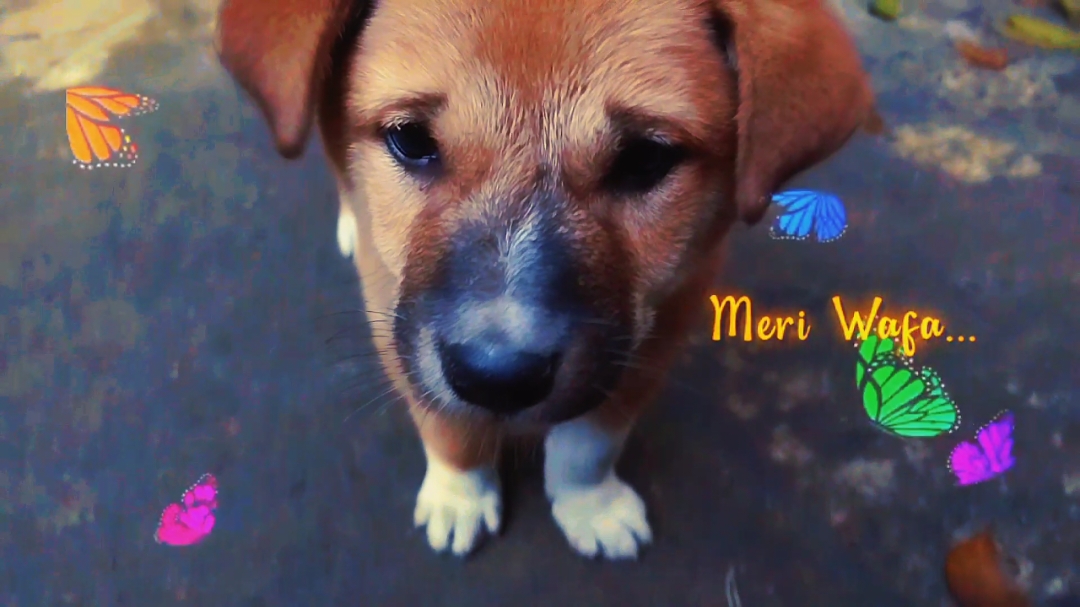 cute 🐶🥹#foryouu #foryoupagе #fypシ゚viral #tiktokbangladesh #tiktokofficial #tiktokvideo #tiktokviral #ABIR💫📷 