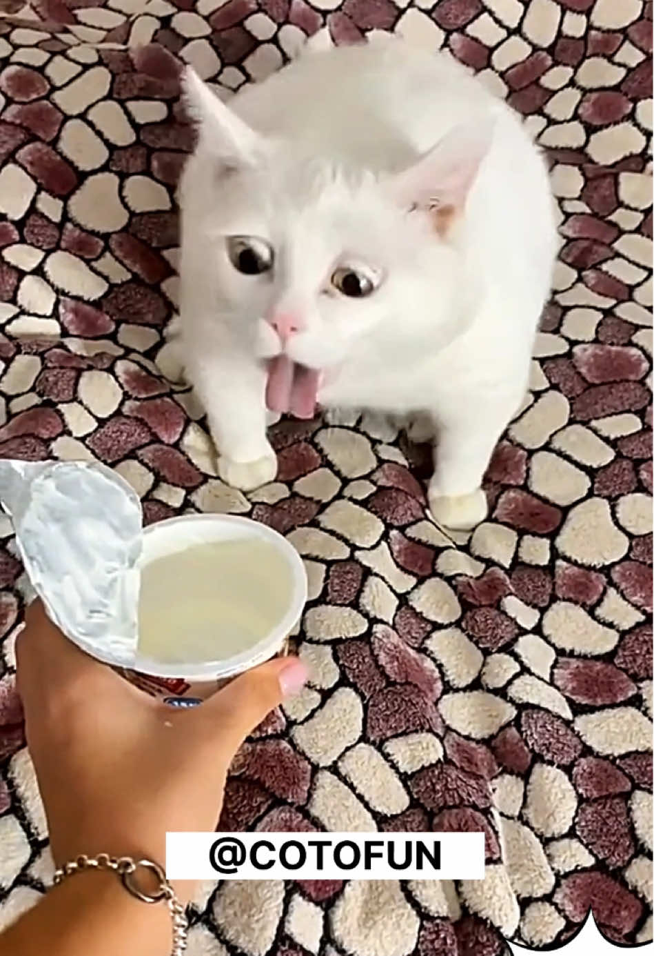 🤣 FUNNY CATS VIDEO 🤣 #funnycat #cattiktok #gatosgraciosos #gatoschistosos #catsvideo #funnypets 