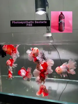 Ciri-ciri PSB (Bakteria Fotosintetik):  • Menjaga kualiti air dan kualiti tanah pada tank atau kolam.  • Memerlukan sedikit sahaja oksigen. • Membantu membersihkan air kolam atau akuarium. #akurium #fish #ikan #psb #fyp 