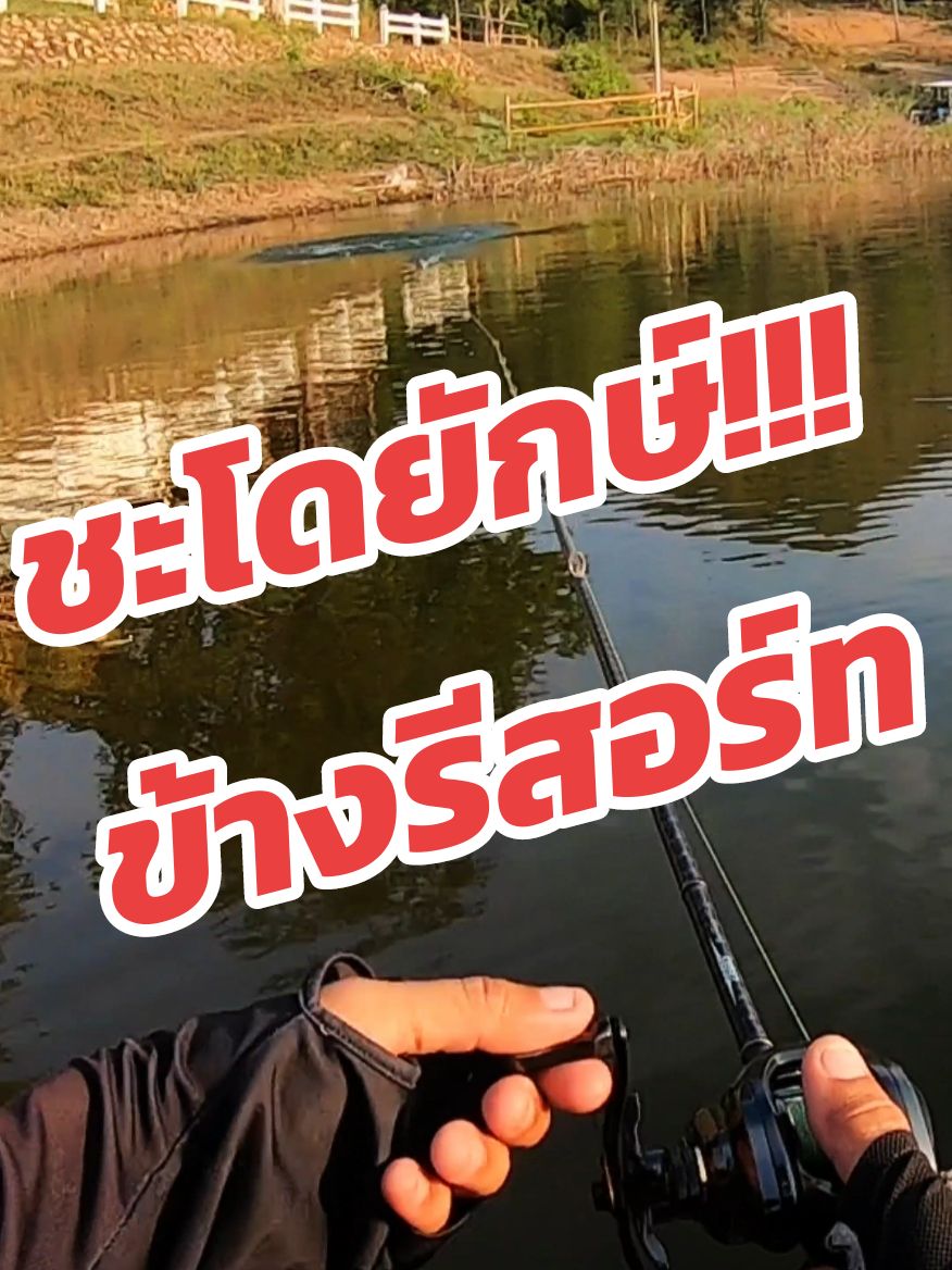 ชะโดยักษ์!!!ข้างรีสอร์ท #rock_fishing_channel #นักตกปลา #fishing #ตกชะโด 