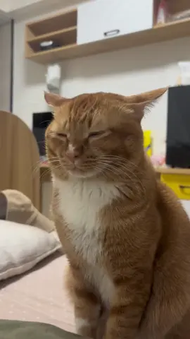 If you're tired, go to sleep#funny #funnyvideos #cute #catsoftiktok #pet #cute #meow #cutecat #fyp #fypシ #kitty 