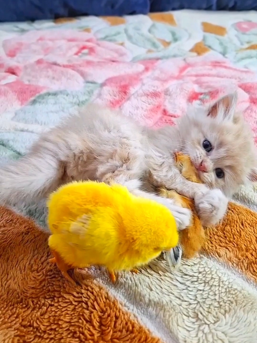 funny kitten and Colour chicks #Cat_and_chicks_very_funny #kitten_colors_chicks_very_funny #funny_kitten_whit_chicks  #kittensoftiktok #funnyvideo #Funny_animals #kitten #funny_kitten #cat_funny_video #Colour_chicks_funny_video #funny_cat #ViralVideo #FunnyAnimals