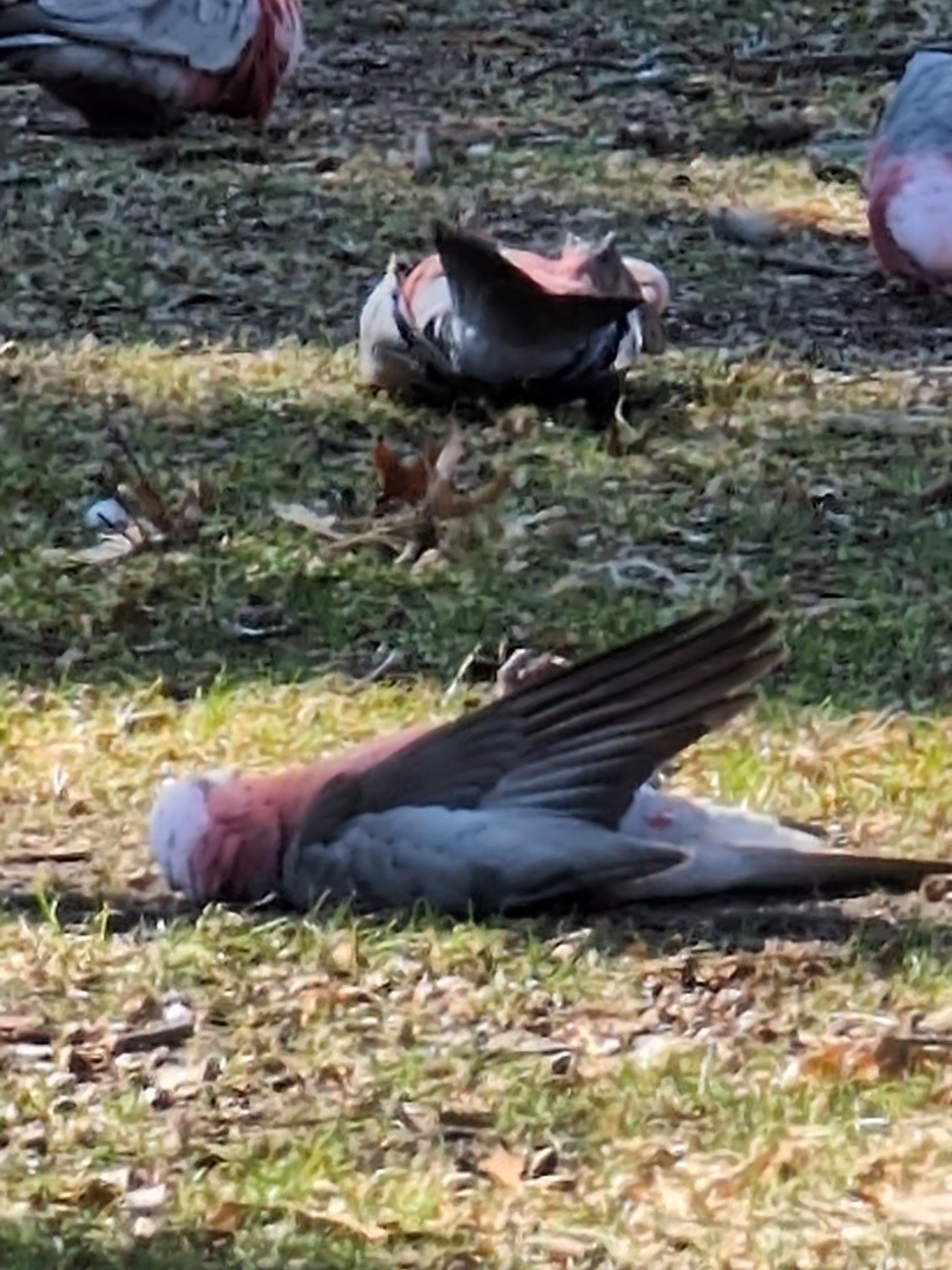 Looks like someone had too much to drink on New Year's. 👀 And yes birds can get drunk from eating fermented fruits and wild mushrooms. 🍄 #australianbirds #galah #birds #funnyanimals #birdsoftiktok  #birdwatching #birdbehavior #animallovers #newyearsday