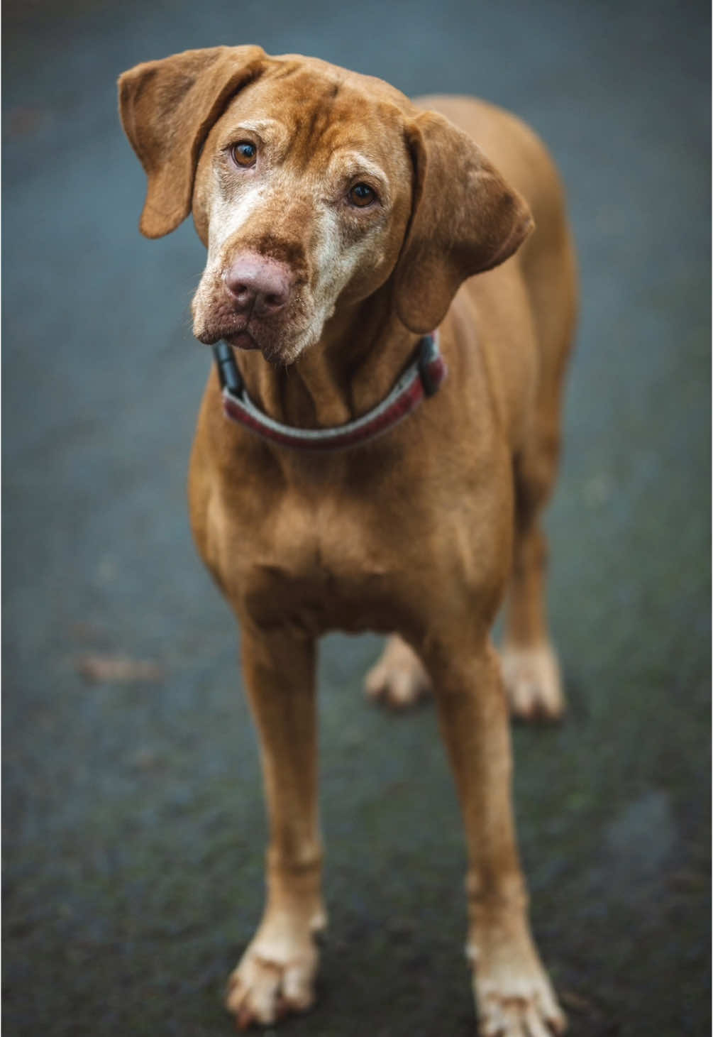 Frohes neues Jahr ihr Lieben 🎉❤️ Das Jahr startet mit einem wunderschönen Feini mit seinen sympathischen Haltern 🥰📷 #streetphotography #fotografie #streetportraits #hunde 