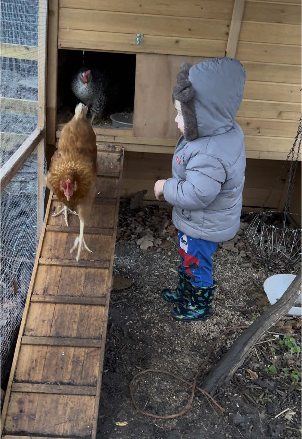 “Good Morning”  @Tails of Crowton  #farmlife #chickens #toddlerfarmer #toddleronthefarm #farmboy #chickenlove #goodmorning #amorningonthefarm 