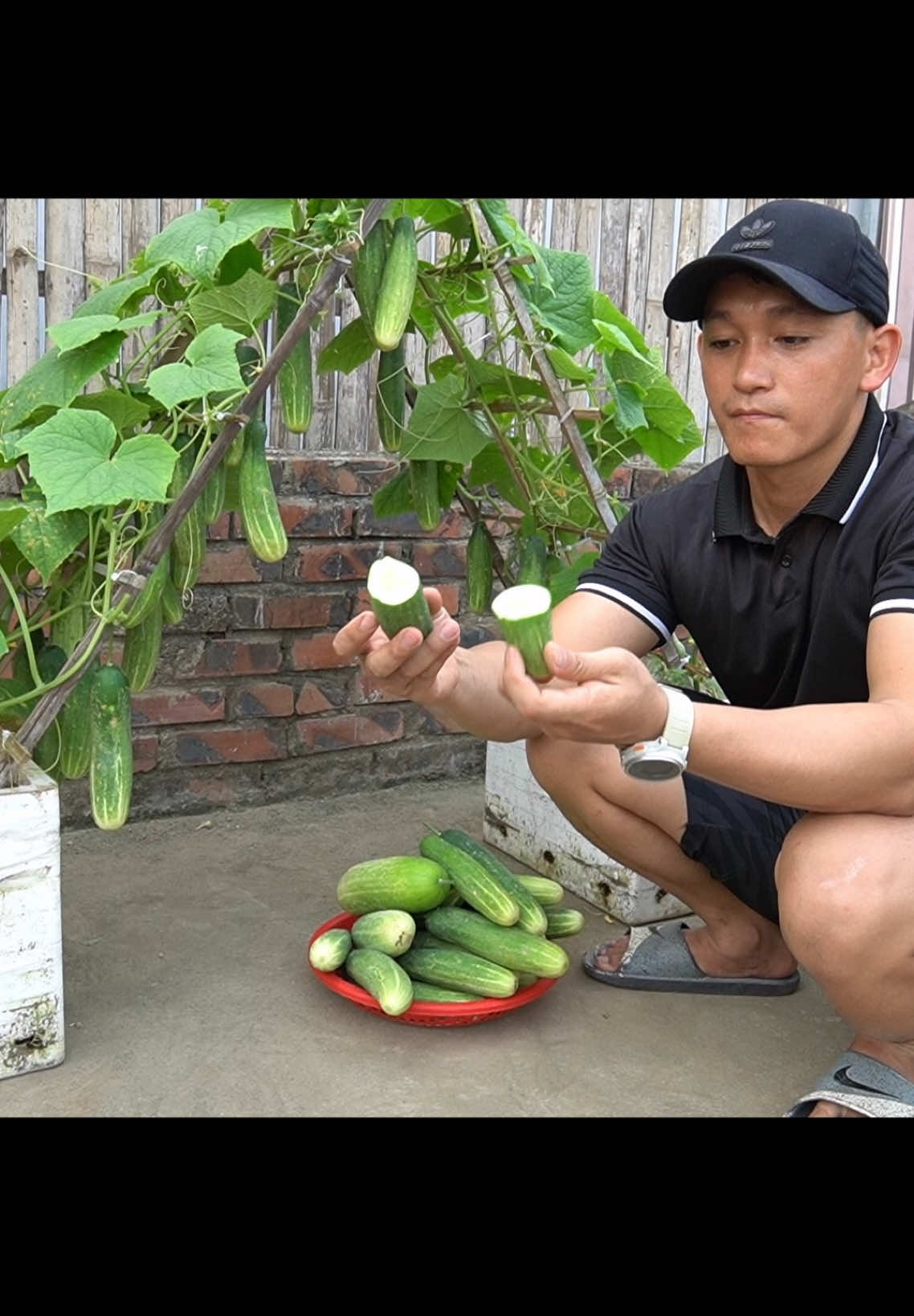 Permanent magnet and Generator #cucumber #gardening #gardeningtips 