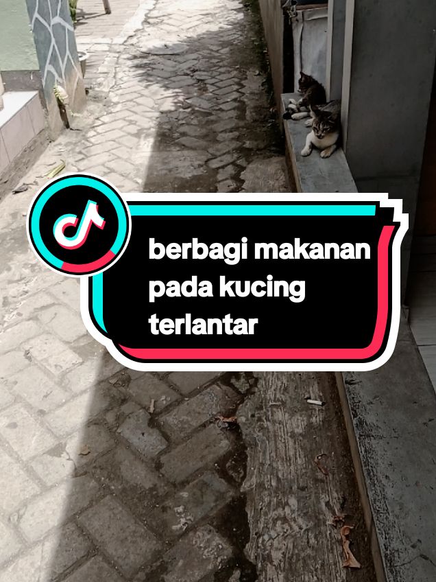 indahnya berbagi#tiktok #catlover #fyp #kasihmakankucingjalanan 