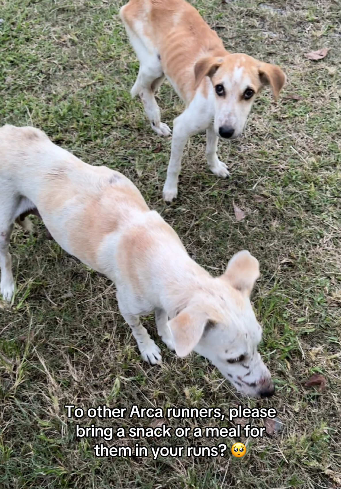 Tiktok, please do your thing. 🙏 If you happen to be in Arca South for a run or what not, please give them a snack or a meal? Please? Andun sila sa may roundabout. 🥺 I saw the first dog in yesterday’s run and I just couldn’t get him off my head. He’s skin and bones. JM and I went back for him last night so we could feed him. Thank God he was still in the same spot. He was whimpering as he was eating. Came back again today and he was in the same area. Fed this mama dog too, she has scars on her face. Ang sakit sa puso. If you have leads to where we can send these babies to get proper care, please let me know. 🙏 #stray #ArcaSouth #Taguig #straydog #straydogs #strayfeeding  