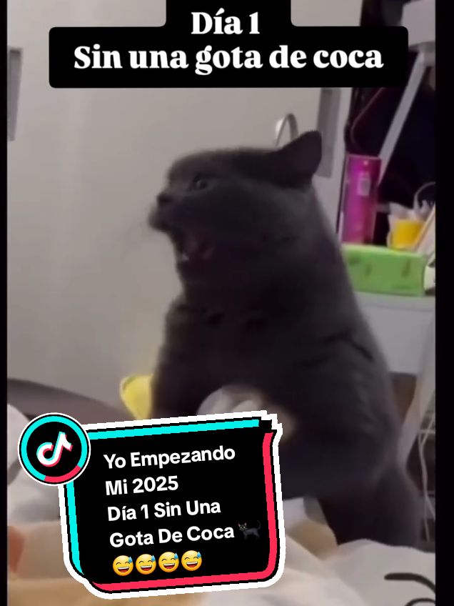 #fypシ゚ #frpシ #fyp #frp #frpviral #videostiktok  #videos #humortiktok  #humor #humorysonrisas😁 #sonrisasegura  Yo Empezando Mí 2025 Día 1 Sin Una Gota De Coca 🐈‍⬛😅😅😅😅