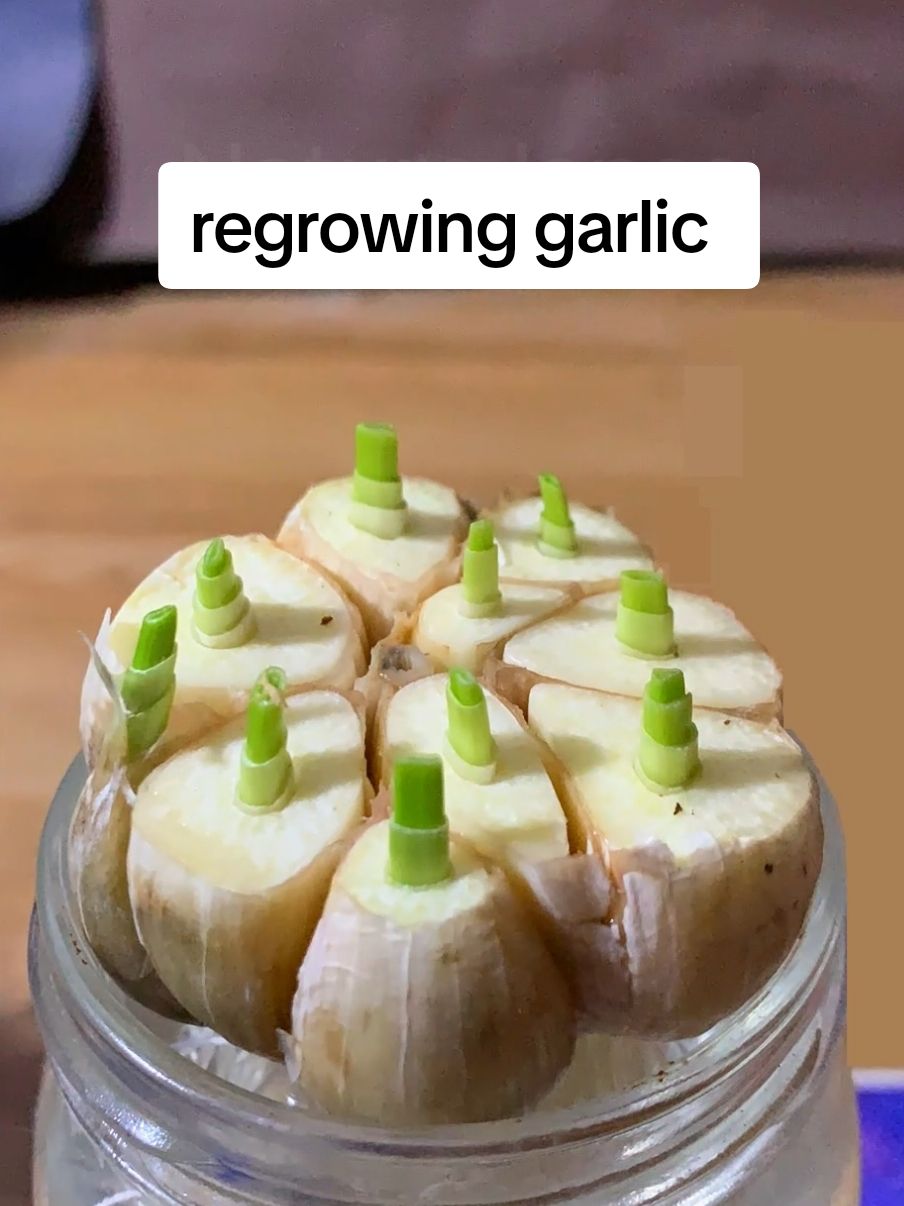 regrowing garlic for 7 days in water #timelapse  #plant #planting #nature #garlic #vegetables #stem #regrowing 