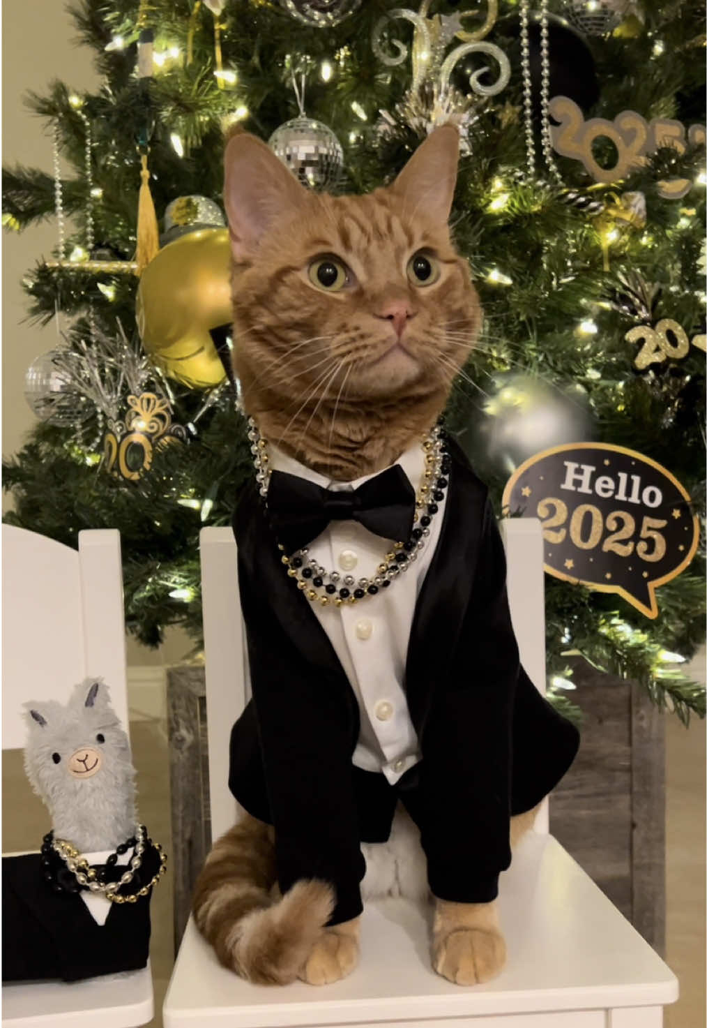 Hello 2025, Goodbye 2024! 🎉 Happy New Year! 🥳 Wish you a year filled with treats! With Love from JoJo & No Drama ❤️🐈🦙 #happynewyear #2025 #happycat #catsoftiktok #tiktokcats #cat #smile #fashion #Love #beautiful #goodvibes #happiness #me #tigerjojo #video